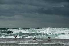 moeventrio Drei Möven stehen beim stürmischer See und dunkelgrauem Himmel am Strand und schauen auf die wellige Brandung. Es wirkt als könne sich die linke Möve nur mit...