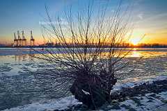 weide-sunset Der Stumpf eines Weidenbaums mit Ästen ohne Blätter im Winter bei Sonnenuntergang an der Elbe auf der Eisschollen treiben. Trotz der sichtbaren Kälte strahlt...