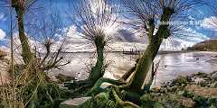 elbstrand-wittenbergen-weidenstumpf Weidenstümpfe am Strand von Wittenbergen in Hamburg Blankenese vor blauen Wolkenhimmel und durchblitzender Sonne. Rechts die verwitterte DLRG-Wache von 1972 die...