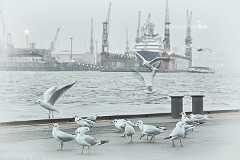 november-moeven-retro Ein Schwarm Möven an einem feucht kalten Novembertag an den Landungsbrücken in Hamburg. Im Hintergrund eine große Jacht im Schwimmdock bei Blohm und Voss.